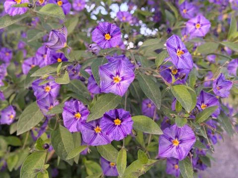 Purple flowers of Solanum rantonnetii. the blue potato bush or Paraguay night Stock Photos