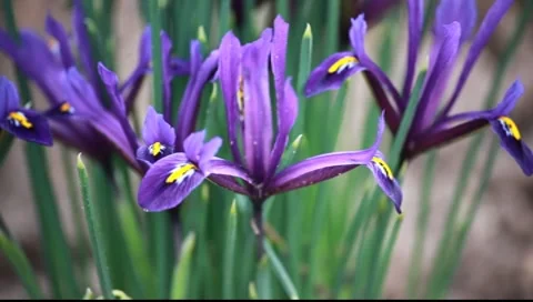 Purple flowers in spring Stock-Footage 7907951
