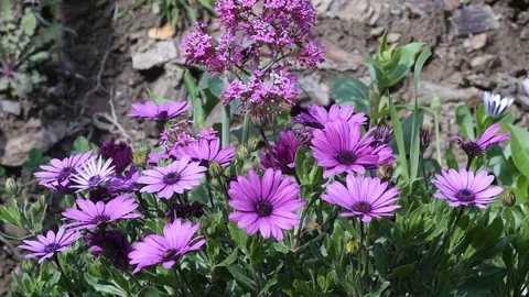 Purple flowers in spring Stock Footage 74174731