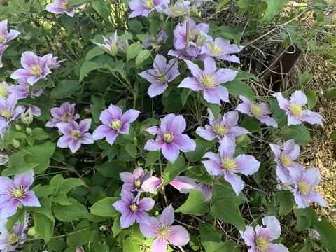 Purple Flowers in Spring Stock Photos