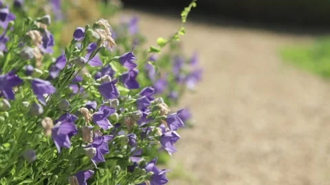 Purple Flowers in the Summer Video stock 170634056