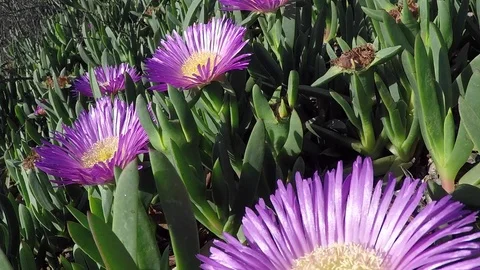 Purple Flowers in the Sun Stock Footage 76686317