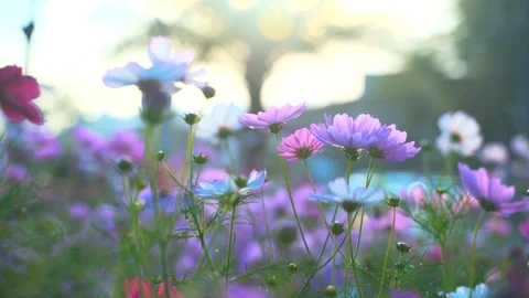 Purple flowers in the sun Video stock 125464532