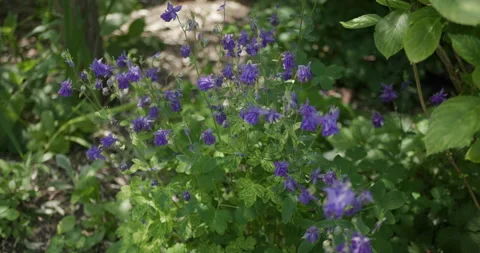 Purple flowers in the sun Stock Footage 242490558