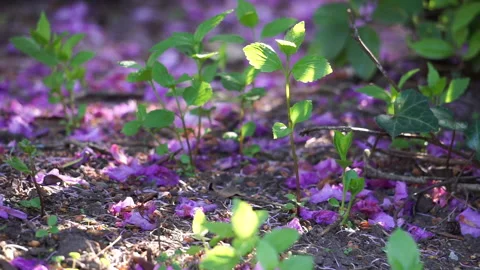 PURPLE FLOWERS IN SUNLIGHT Stock Footage 194022573