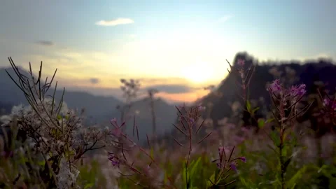 Purple flowers at sunset Video stock 202603580