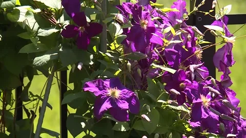 Purple flowers with tilt down Video stock 143880489