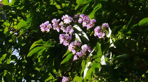 Purple flowers in tree Stock Footage 24657592