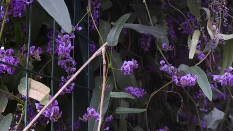 Purple flowers on a tree 스톡 동영상 173469912