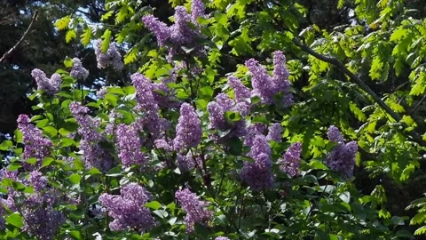 Purple Flowers On A Tree In Spring, UK - HD Stock Footage 132296033