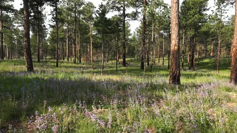 Purple Flowers Walking Path Black Forest Colorado 4K Stock Footage 156479875