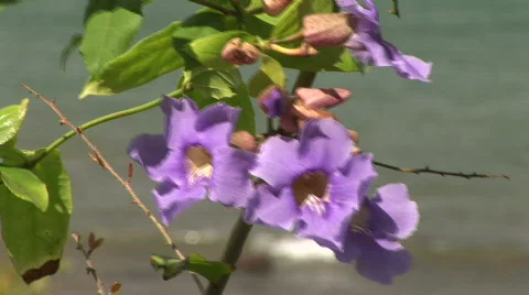 Purple flowers with waves in background Vídeos de archivo 573898