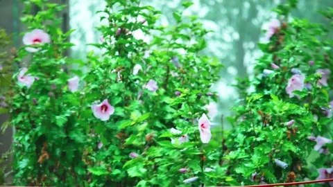 Purple Flowers in wind 4K Background Stock Footage 90795827