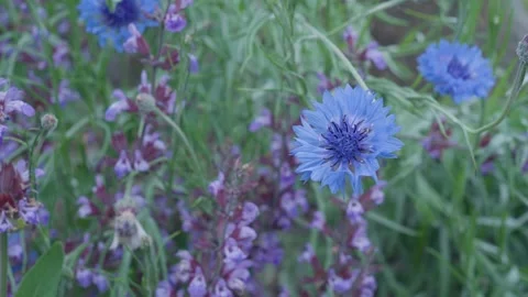Purple Flowers in the Wind 4K Stock Footage 243221373