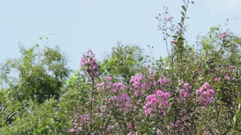 Purple flowers in the wind atop a tree Stock Footage 42105535