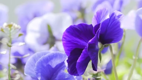 Purple flowers in the wind close up Viola wittrockiana Stock Footage 197360057