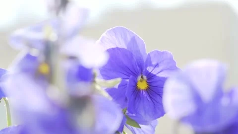 Purple flowers in the wind close up Viola wittrockiana 1 Stock Footage 197360127