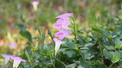 Purple flowers in the wind Stock Footage 10810824