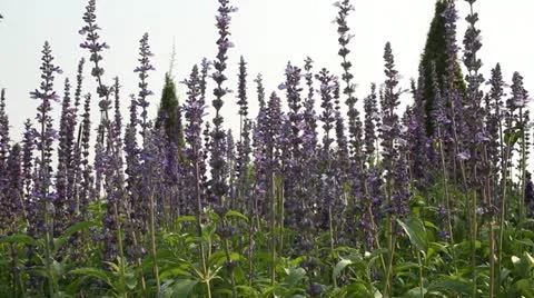 Purple flowers in the wind Stock Footage 10867598