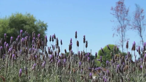 Purple flowers in the wind Stock Footage 72719458