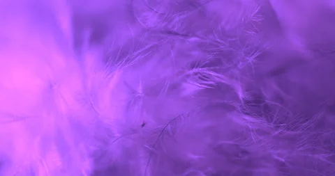 Purple. Video stock 277278155