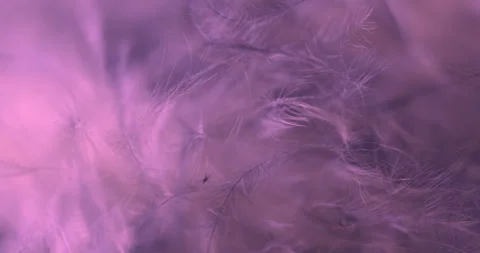 Purple. Video stock 277278198