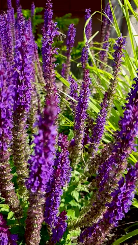 Purple Stock Footage 282427843