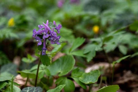 Purple forest flower in focus, surrounded by blurred leaves Stock Photos