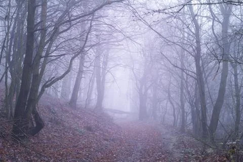 Purple forest Stock Photos