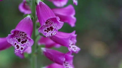 Purple foxglove with copy space Stock Footage 67634722