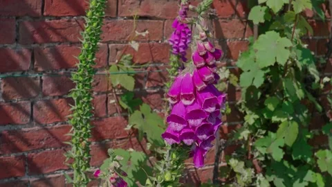 Purple foxglove Stock Footage 314059116