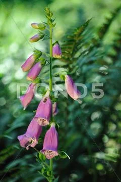 Purple foxglove Stock Photos