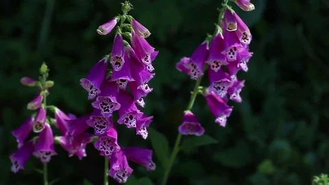Purple foxgloves with copy space Stock Footage 75425400