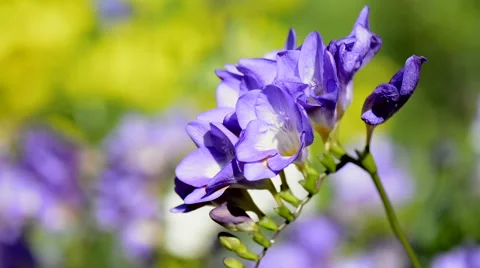 Purple freesia close up Stock Footage 67846826