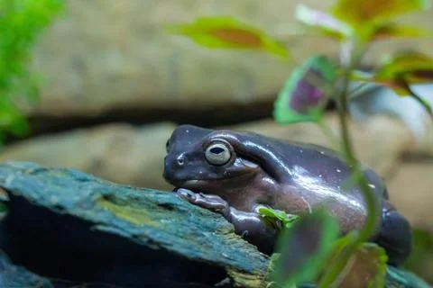 Purple frog Stock Photos