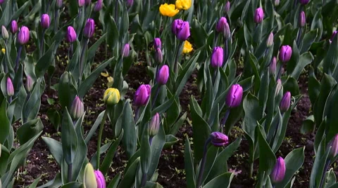 Purple fulpati Stock-Footage 63198897