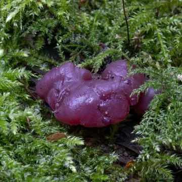 Purple fungus nestled in moss Stock Photos