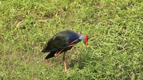 Purple Gallinule bird Stock Footage 50906987