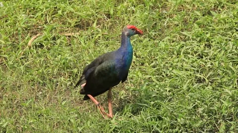 Purple Gallinule bird Vídeo Stock 50907102
