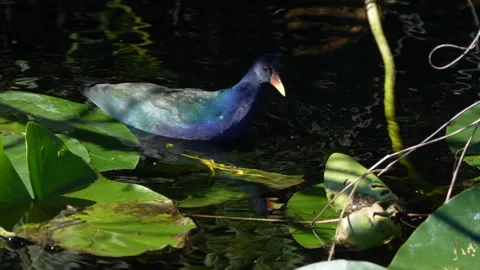 Purple Gallinule Catches Worm Stock Footage 245636171