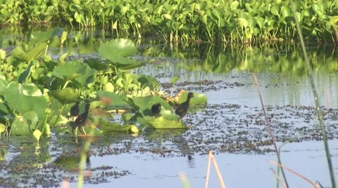 Purple Gallinule Chicks Video stock 42679924