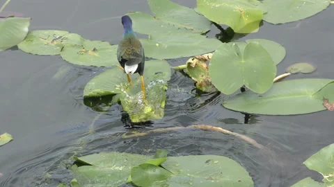 Purple gallinule in Florida Stock Footage 147267964