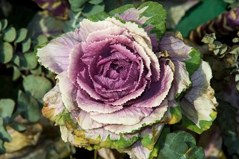 Purple Garden Cabbage Flower Stock Photos