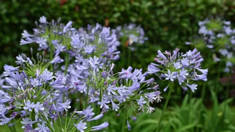 Purple Garden Flowers in Bloom Stock Footage 245380904