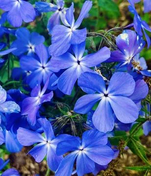 Purple Garden Foto stock
