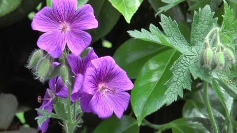 Purple geranium Stock Footage 76002128