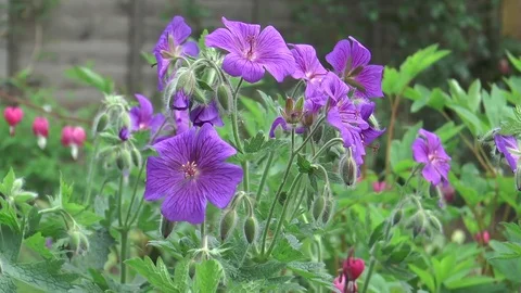 Purple geranium in garden Stock-Footage 76002245