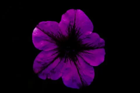 Purple Geranium Foto stock