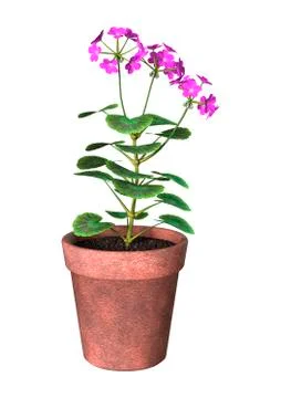 Purple Geranium Pot on White Stock Illustration