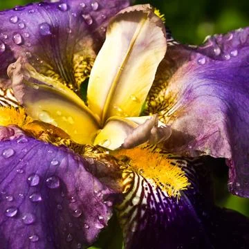 Purple German Iris or Iris germanica macro Stock Photos